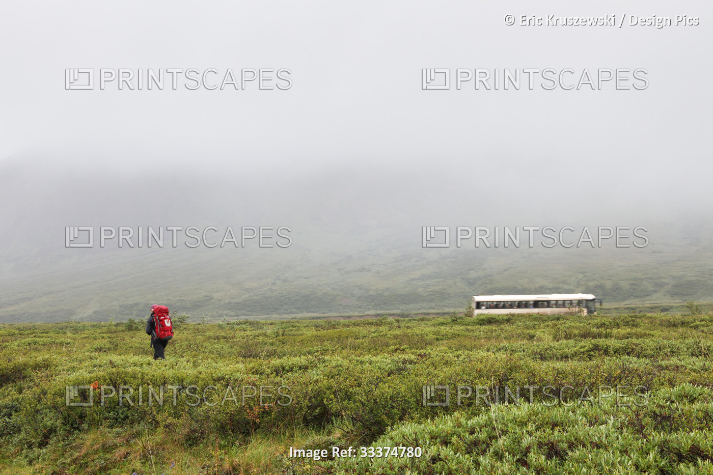 As a bus passes by, a hiker walks through the lush landscape in Denali National ...