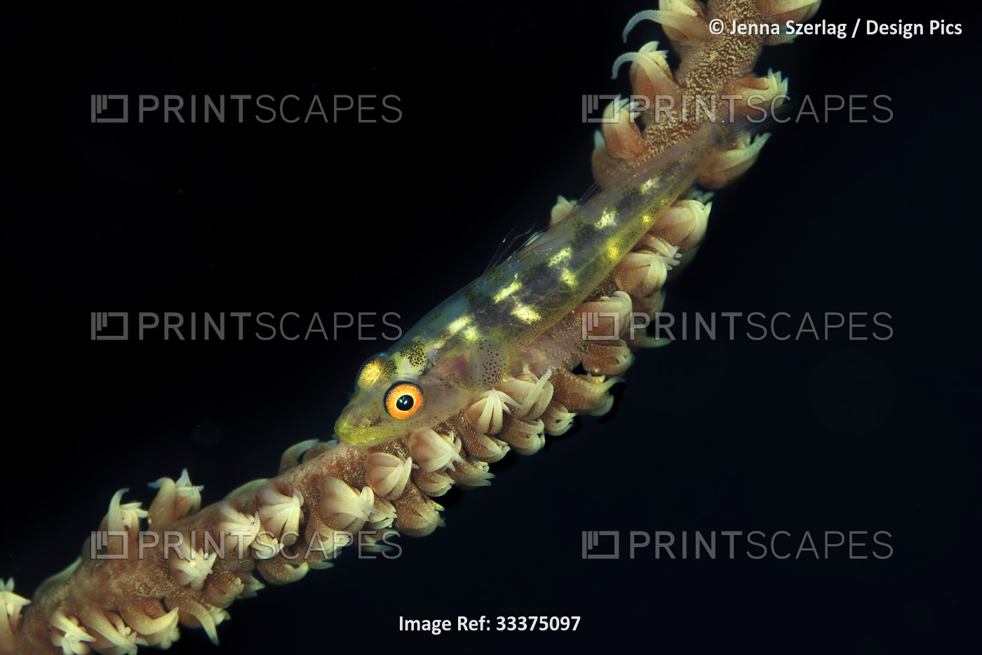 A tiny,one inch Goby fish (Gobiidae) sits on wire coral (Cirrhipathes) with ...