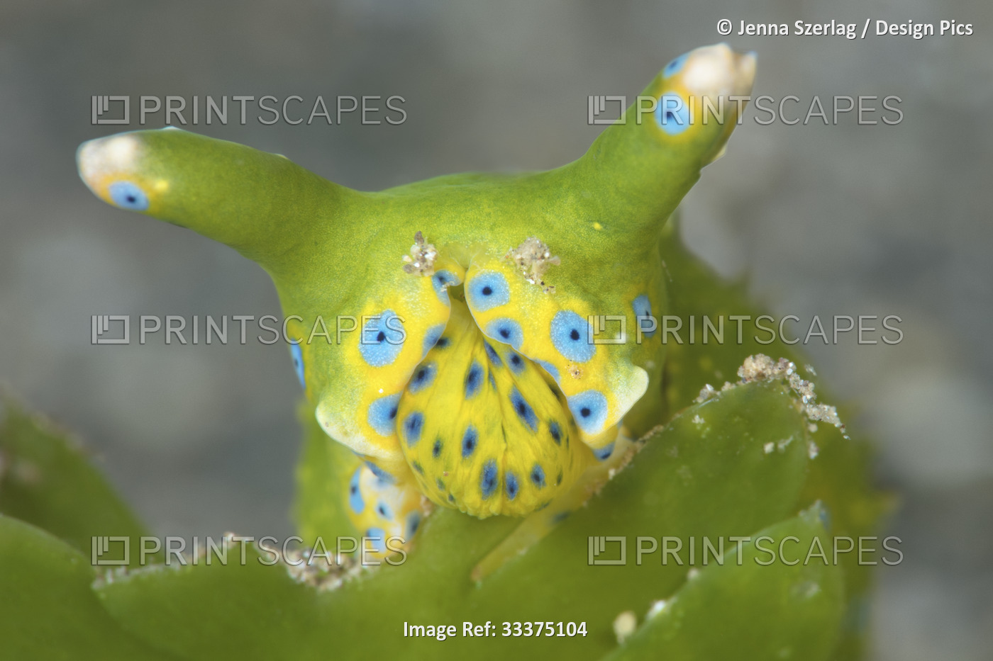 Rare Oxynoe jordani sea slug feeding on Caulerpa taxifolia, last referenced in ...