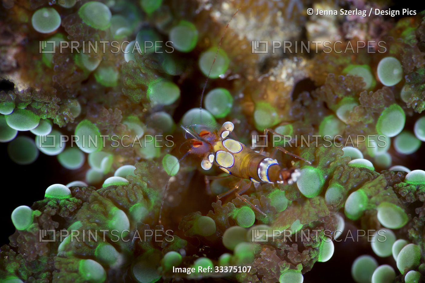 A 1cm Squat Anemone Shrimp (Thor amboinensis), known as the Sexy Shrimp, on a ...