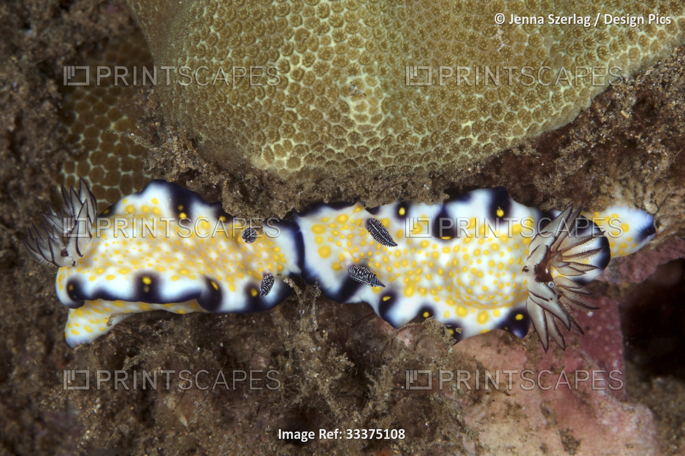 Two Risbecia imperialis, Imperial Nudibranch (Hypselodoris imperialis), Maui; ...