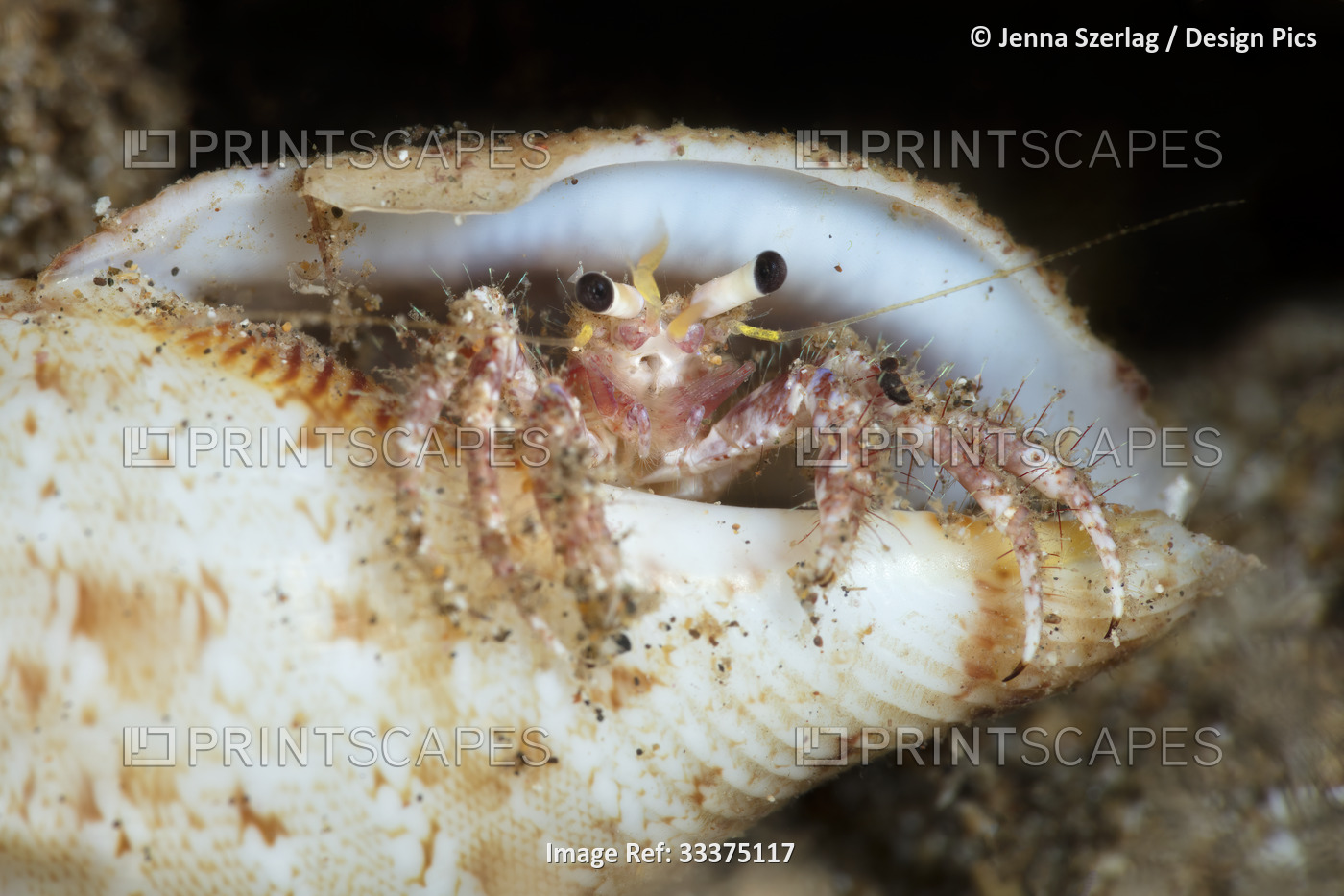 A young Bloody Hermit Crab (Dardanus sanguinocarpusis) peeks out from its ...