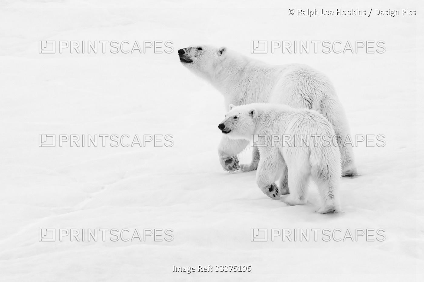 Polar bear (Ursus maritimus) mother and cub walking on pack ice, Black and ...