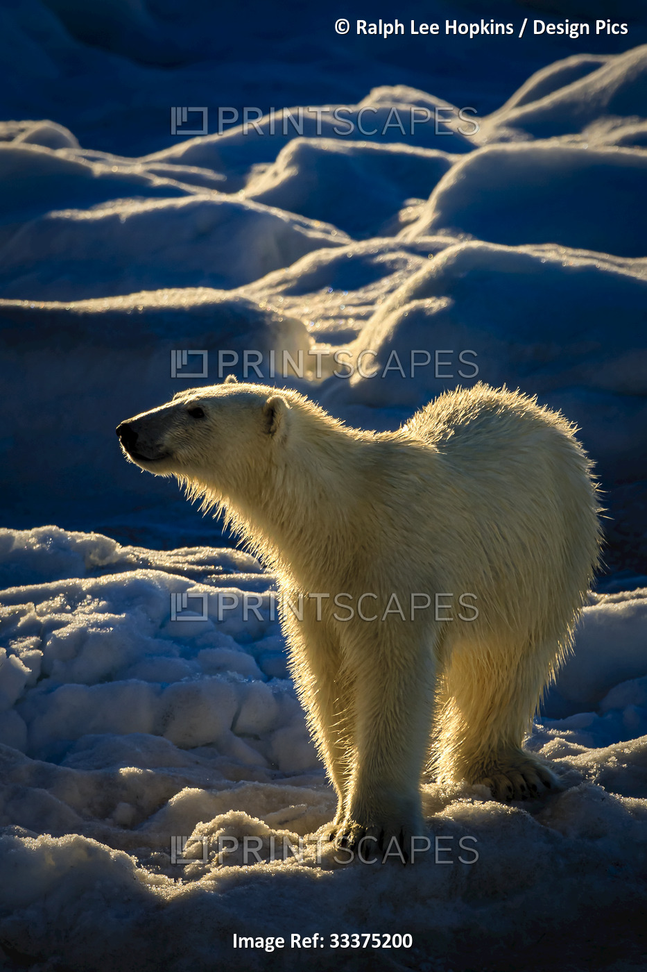 Polar Bear (Ursus maritimus) under the midnight sun in Hinlopen Strait, ...