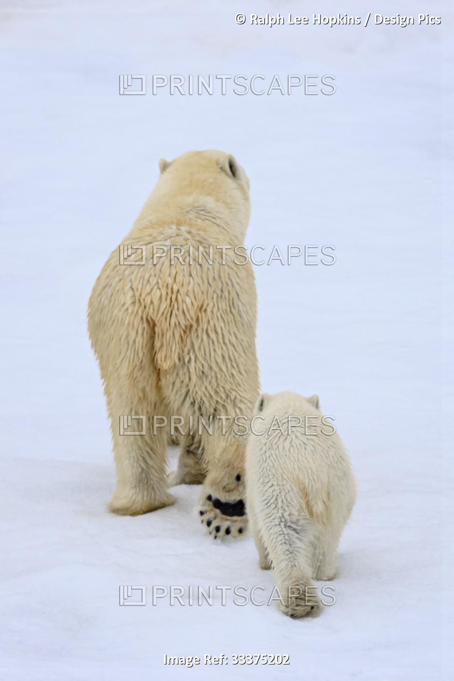 Polar bear (Ursus maritimus) cub following mother on pack ice; Svalbard, Norway