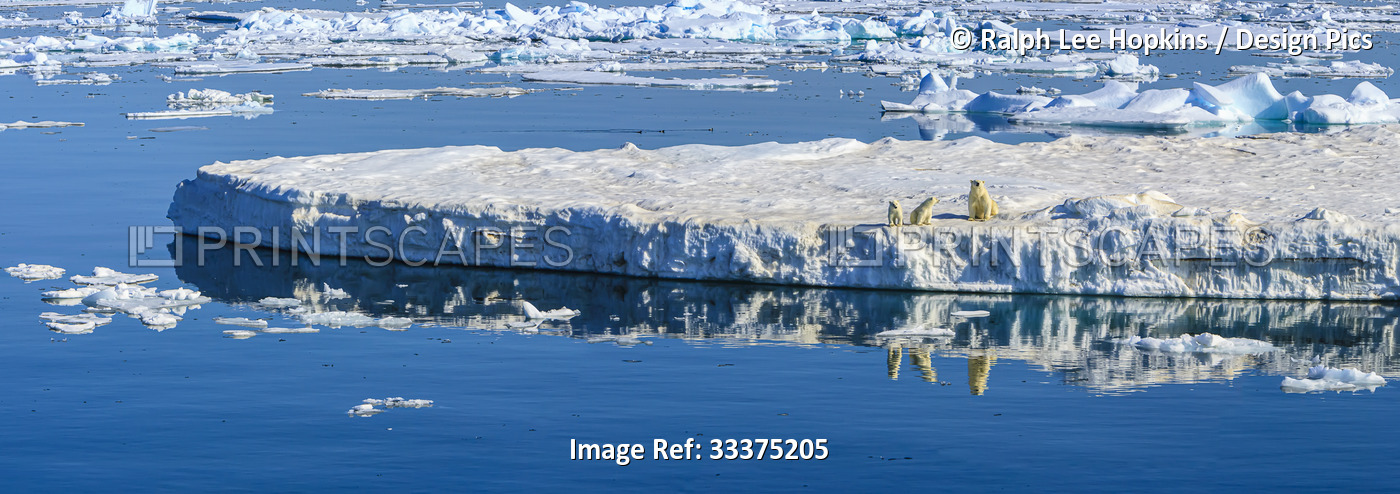 Polar bear (Ursus maritimus) mother and cubs on iceberg, Hinlopen Strait, ...