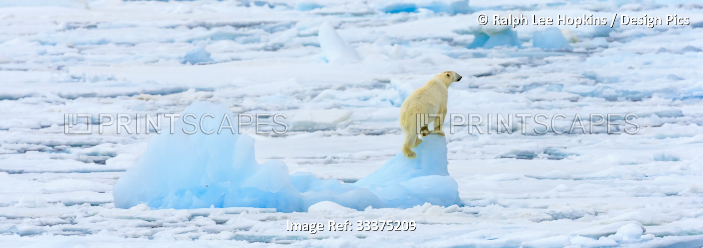 Panorama of a polar bear (Ursus maritimus) climbs an iceberg for a view; ...