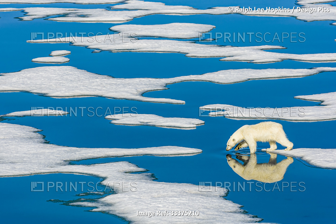 Polar bear (Ursus maritimus) walking on melting pack ice with blue water pools; ...