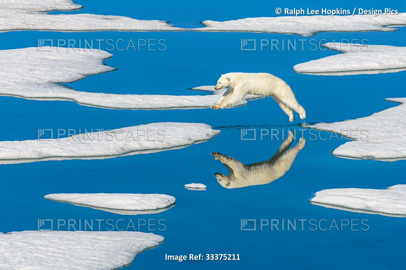 Polar bear (Ursus maritimus) jumps across melting pack ice with blue water ...