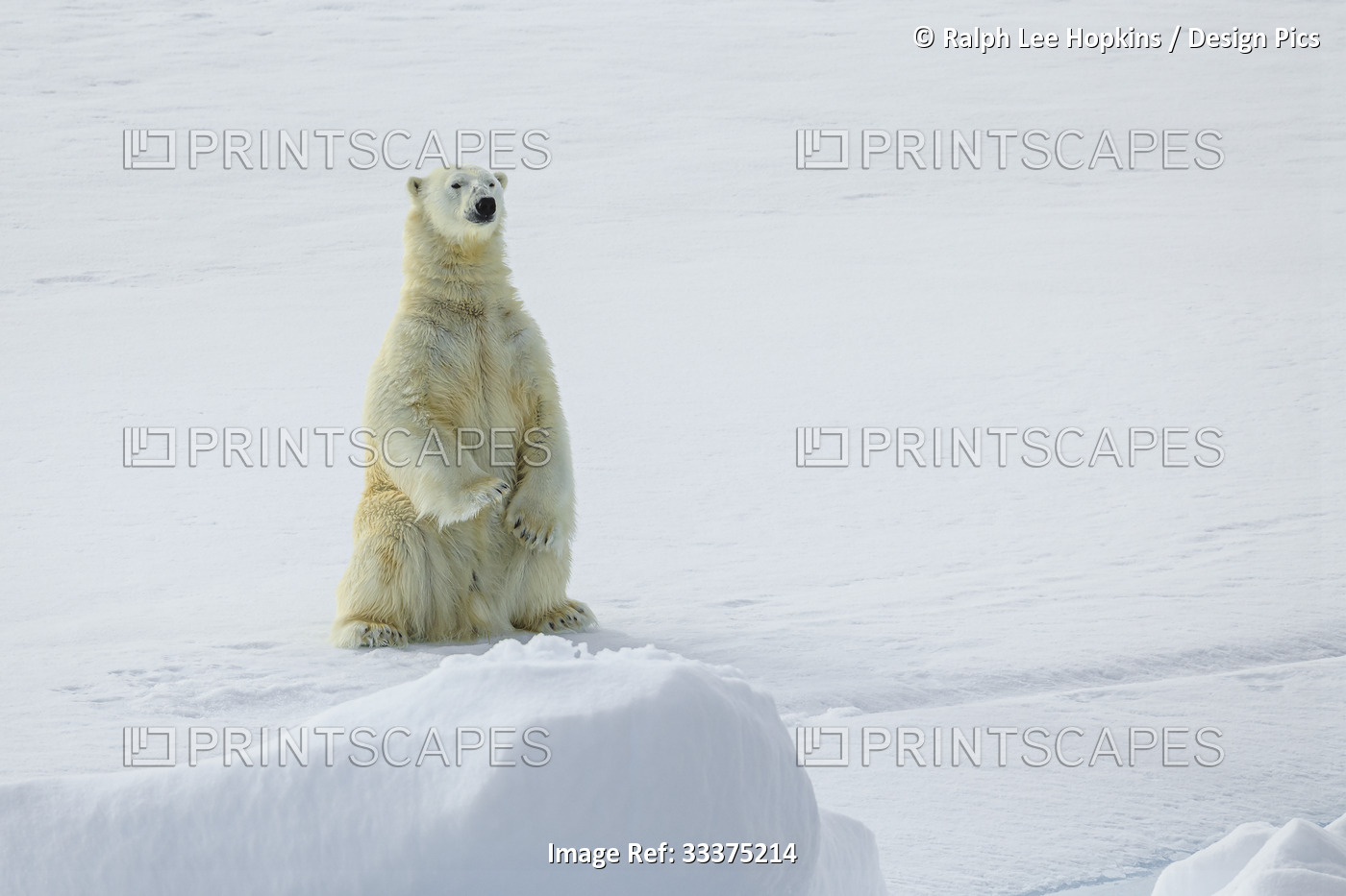 Polar bear (Ursus maritimus) standing on pack ice, Northeast Svalbard Nature ...