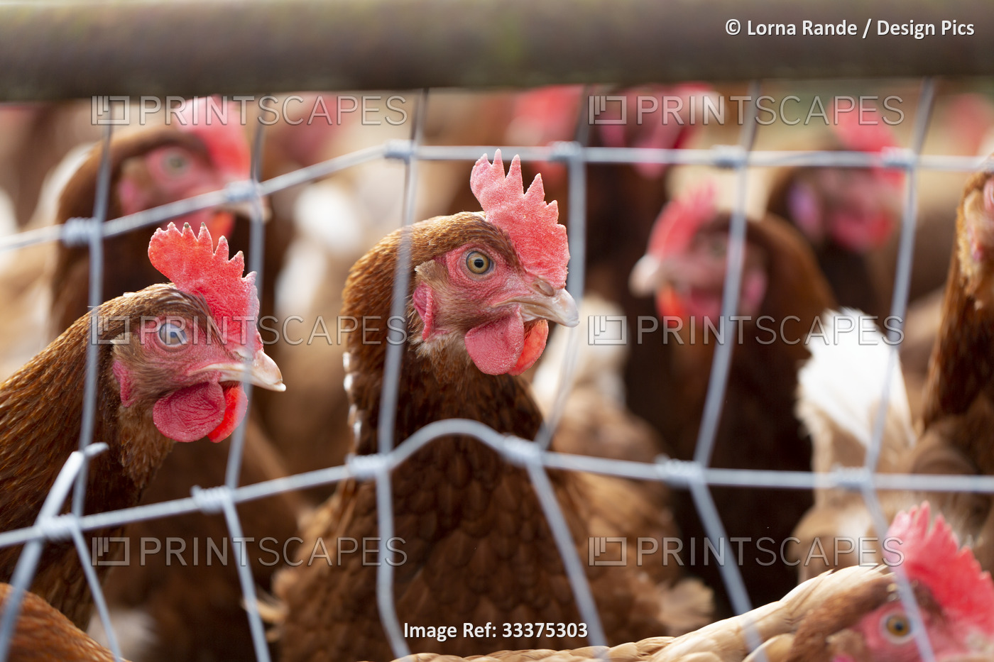 Chickens (Gallus gallus domesticus) in a chicken pen at Rondriso Farm; Surrey, ...