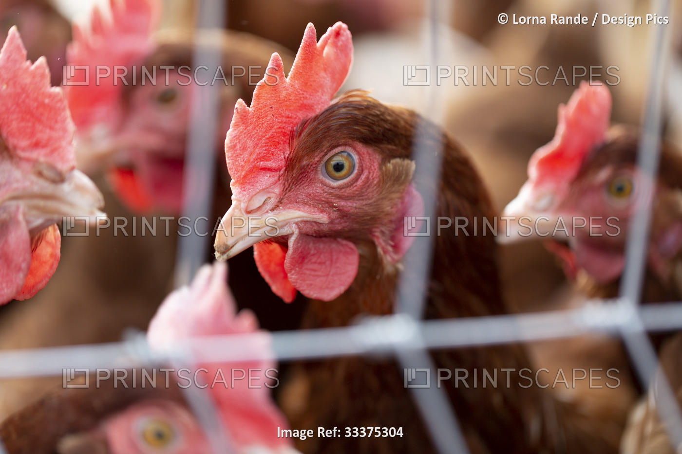 Chickens (Gallus gallus domesticus) in a chicken pen, with focus on one ...
