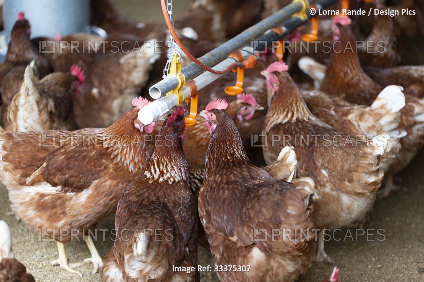 Close-up of chickens (Gallus gallus domesticus) feeding inside a chicken pen at ...