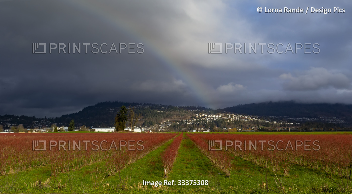 Farmland with woody plant crop in rows and a rainbow over the houses and hills; ...
