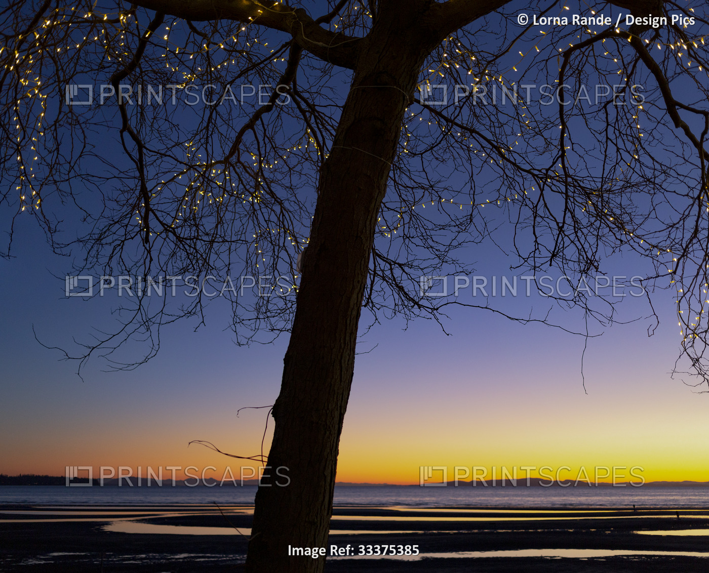 White lights in a leafless tree on a beach with a golden sunset glowing over ...