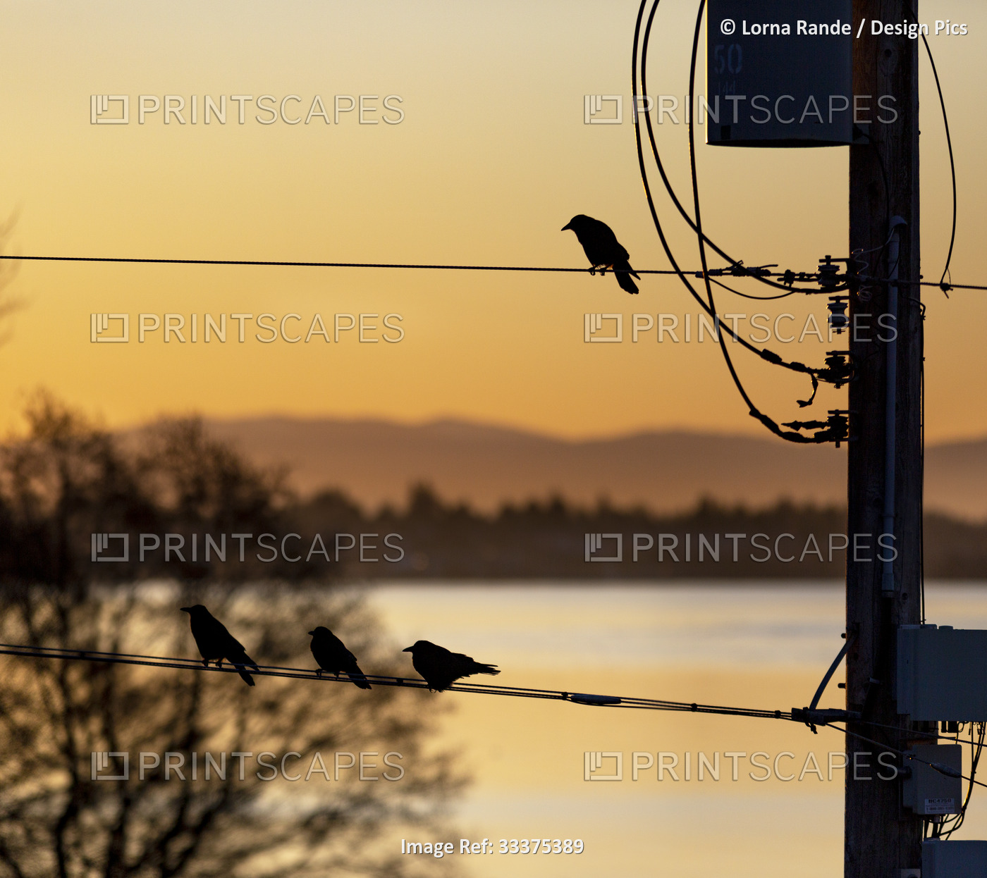 Silhouetted birds perched on an electrical powerline in a golden sunrise with ...