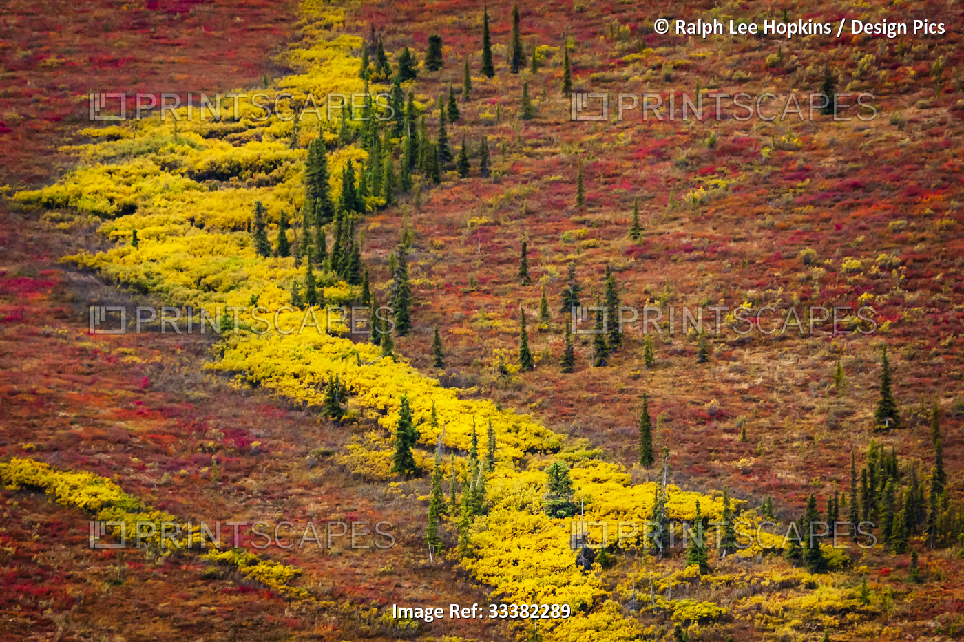 Autumn colors with young evergreens scattered across the tundra; Denali ...