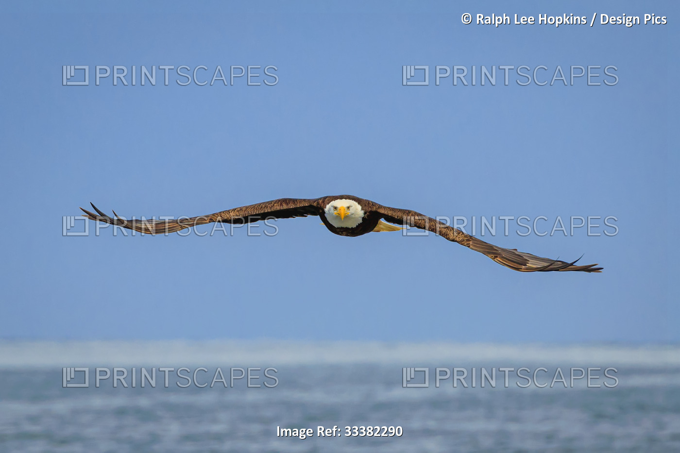 Bald Eagle (Haliaeetus leucocephalus) in flight over Cook Inlet, Kenai ...