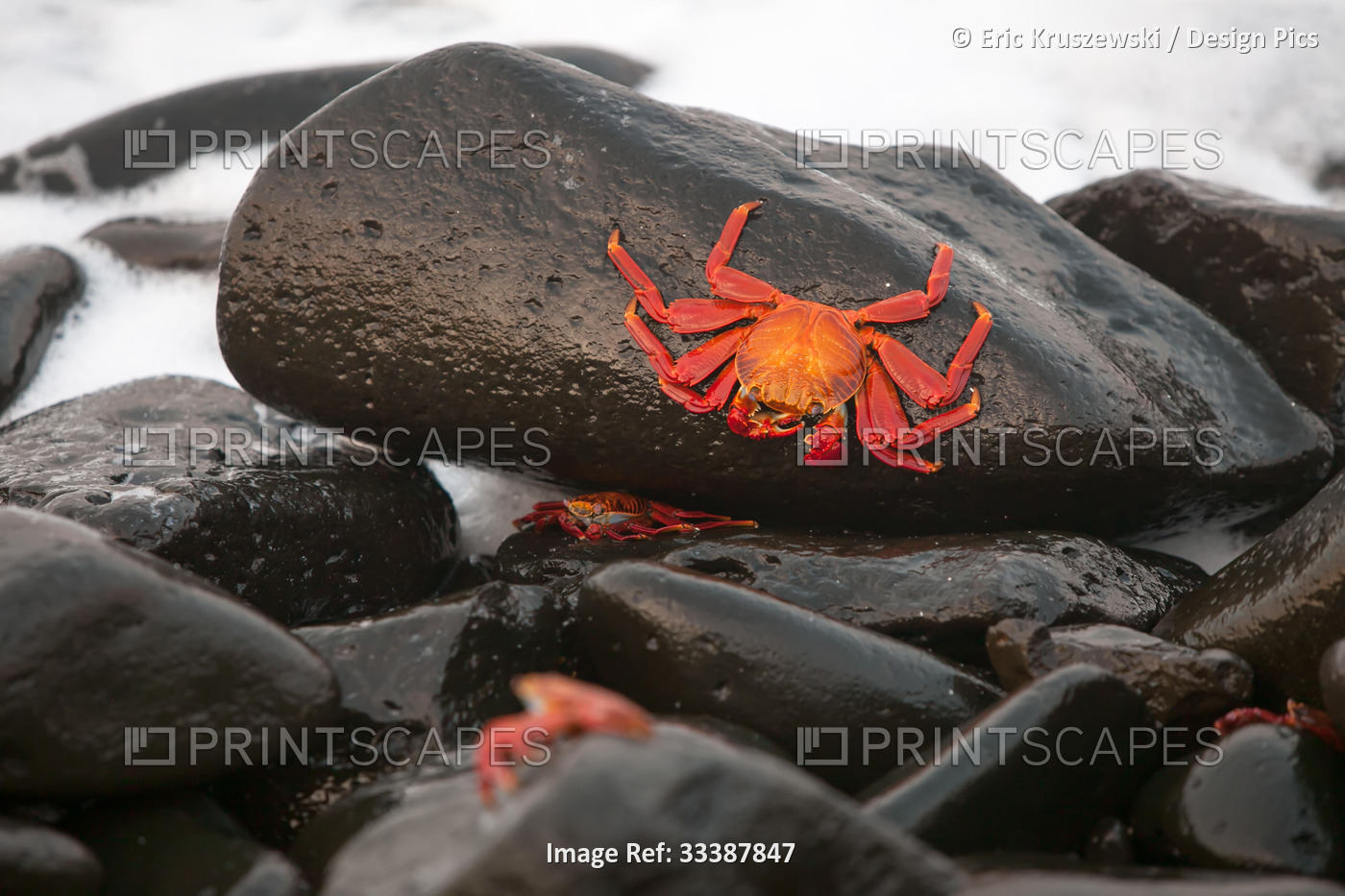 A Sally Lightfoot crab, Grapsus grapsus, on coastal volcanic rocks.; Pacific ...
