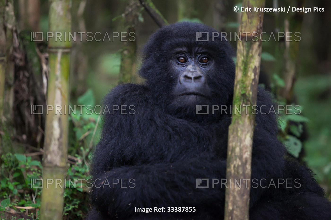 An adolescent mountain gorilla, Gorilla gorilla beringei, rests in the forest ...