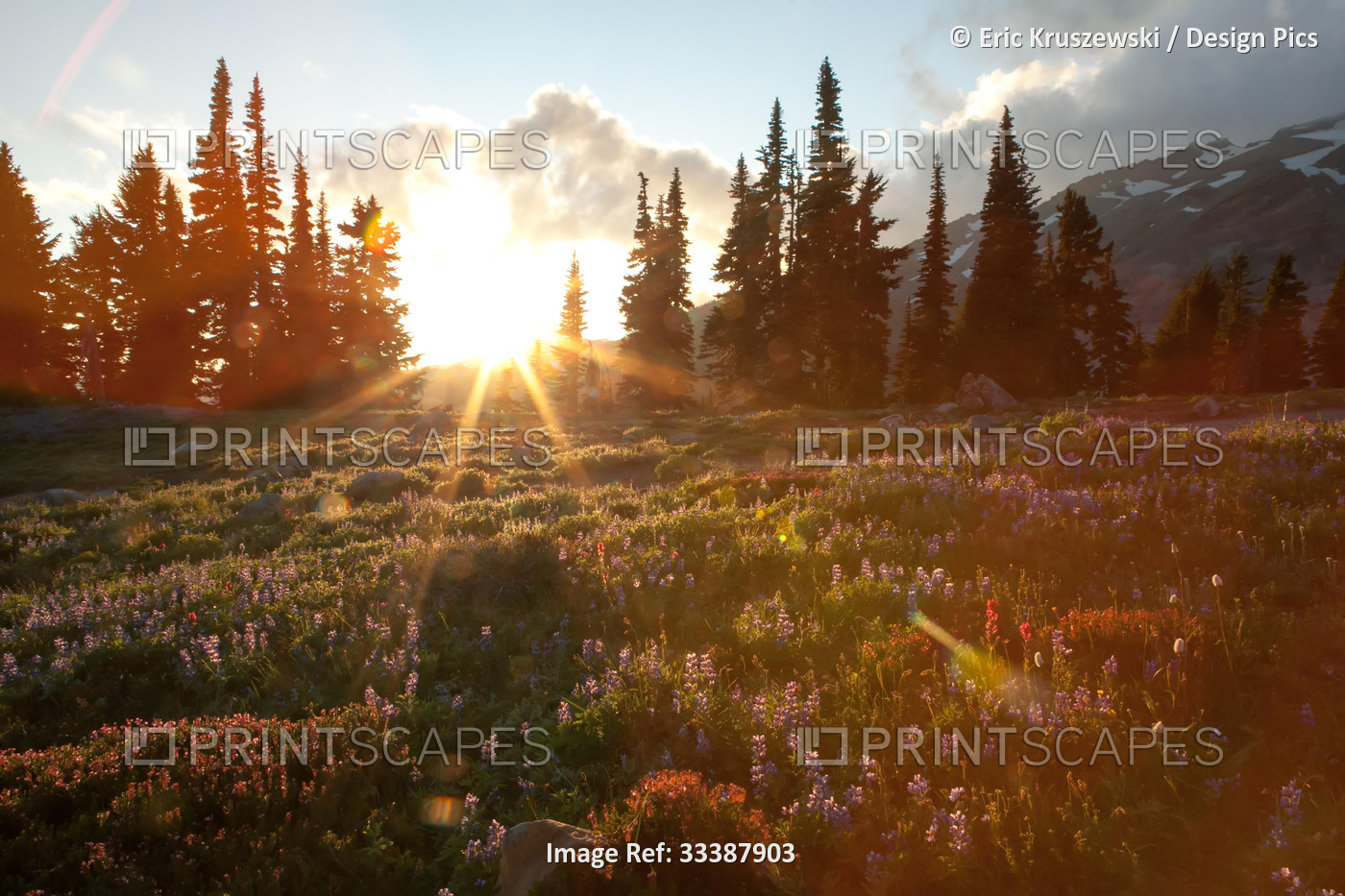 Wildflowers cover a landscape on Mount Rainier as the sun sets behind evergreen ...