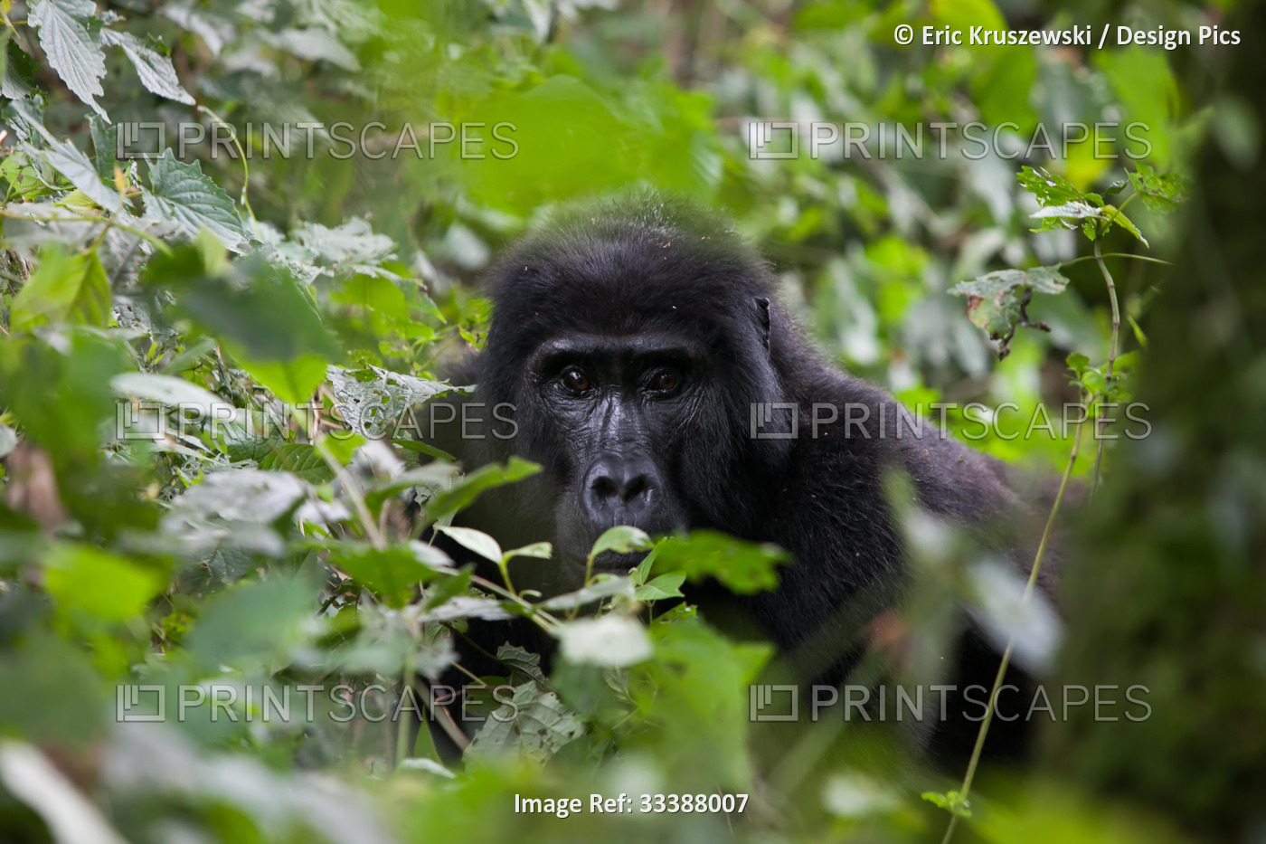 An adult gorilla rests on the ground in dense vegetation of the impenetrable ...