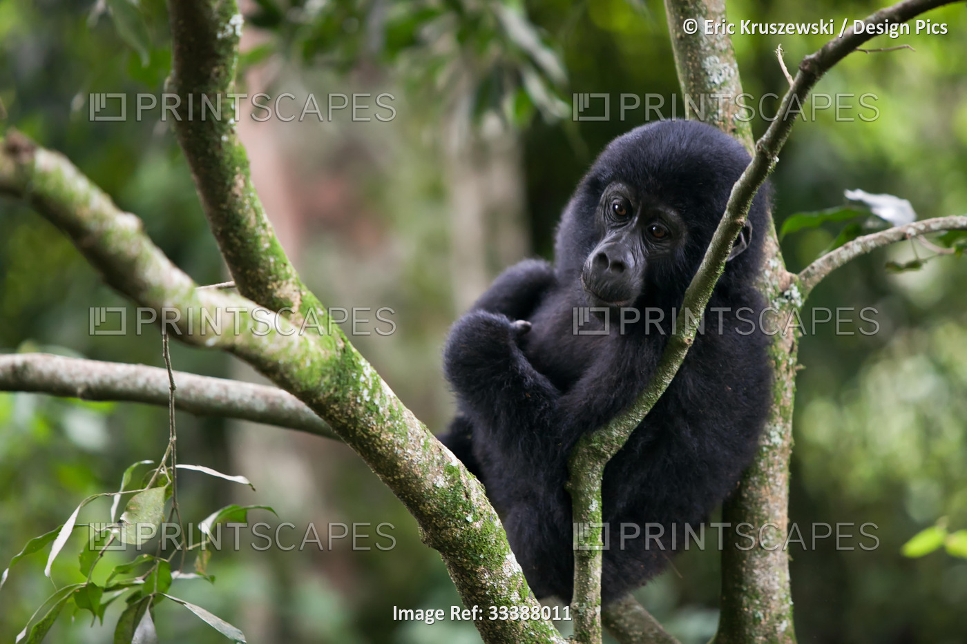 An adolescent gorilla rests in a tree in the impenetrable forest.; Bwindi ...