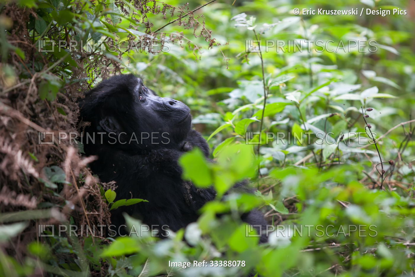 An adult gorilla rests on the ground in dense vegetation of the impenetrable ...