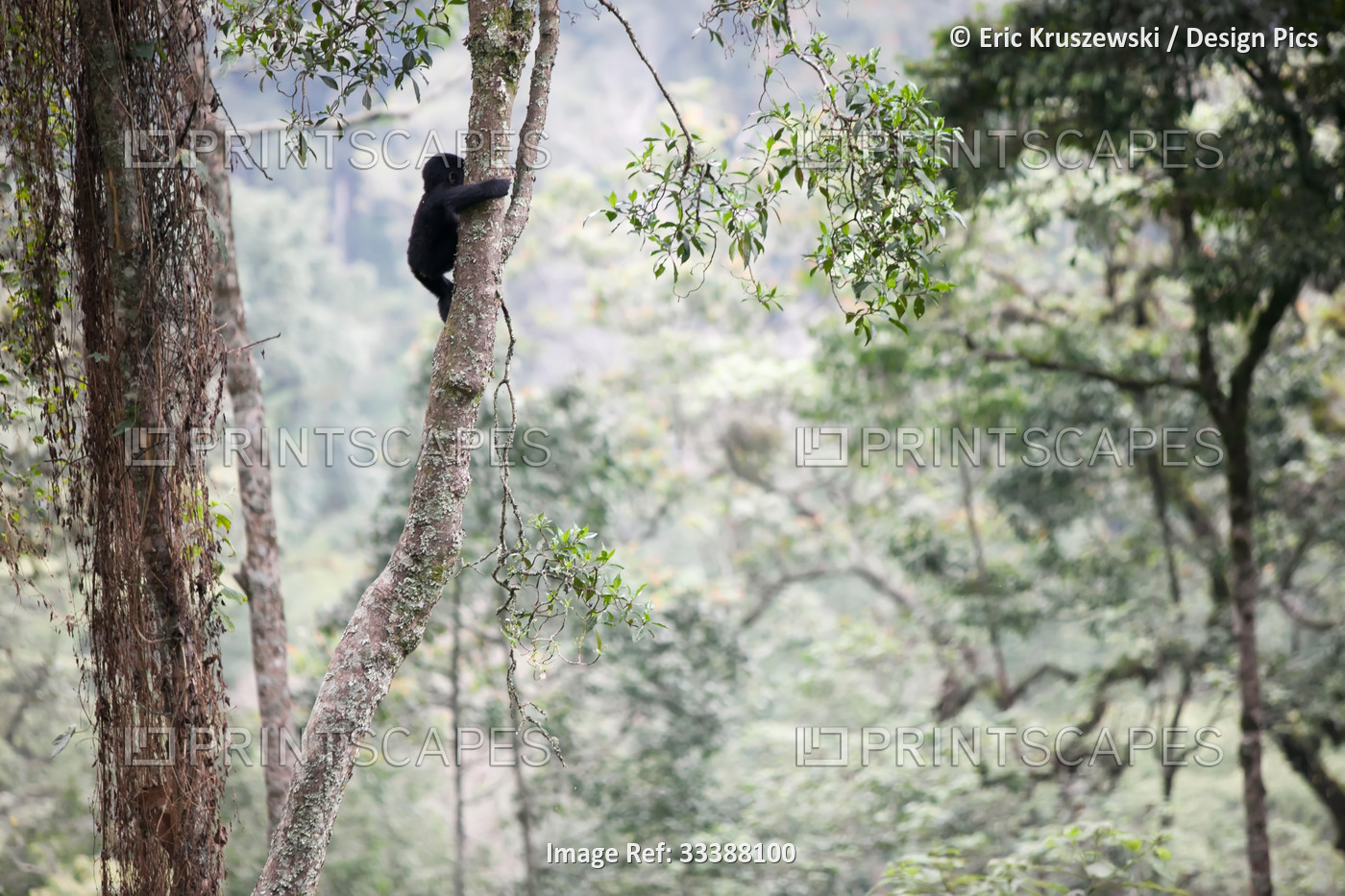 A baby gorilla climbs a tall tree in the impenetrable forest.; Bwindi ...