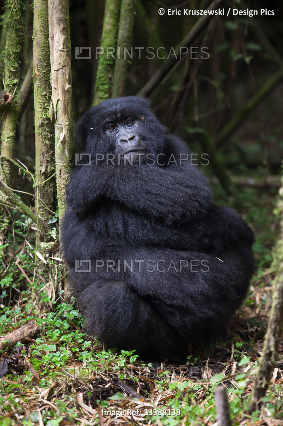 An adult mountain gorilla, Gorilla gorilla beringei, rests in a bamboo forest.; ...