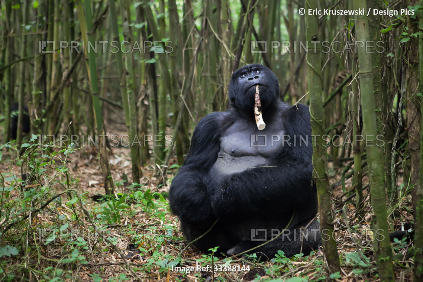 A male silverback mountain gorilla, Gorilla gorilla beringei, eating in a ...