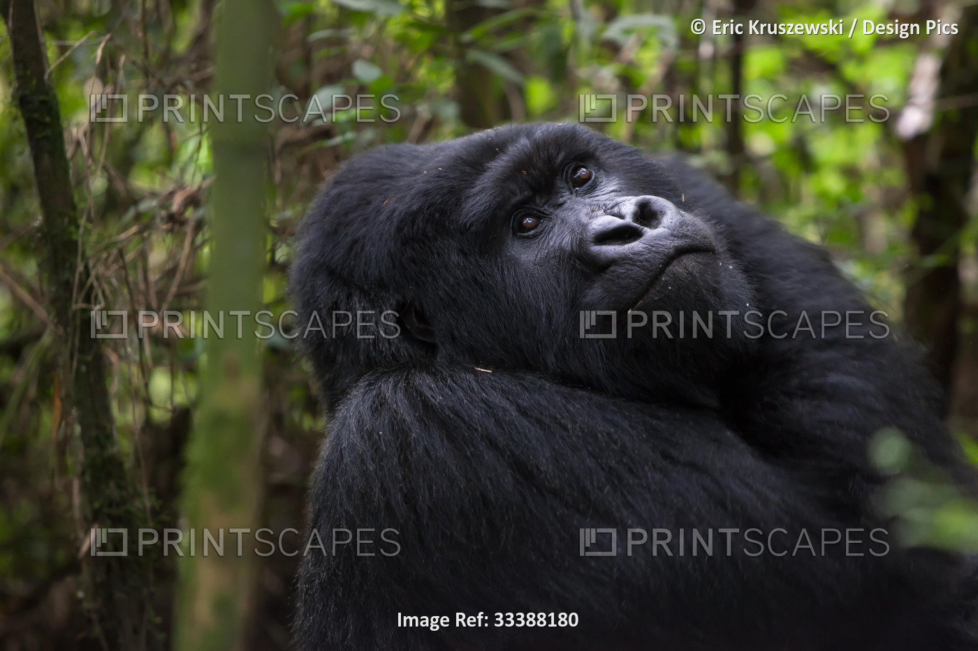 An adult mountain gorilla, Gorilla gorilla beringei, rests in a bamboo forest.; ...