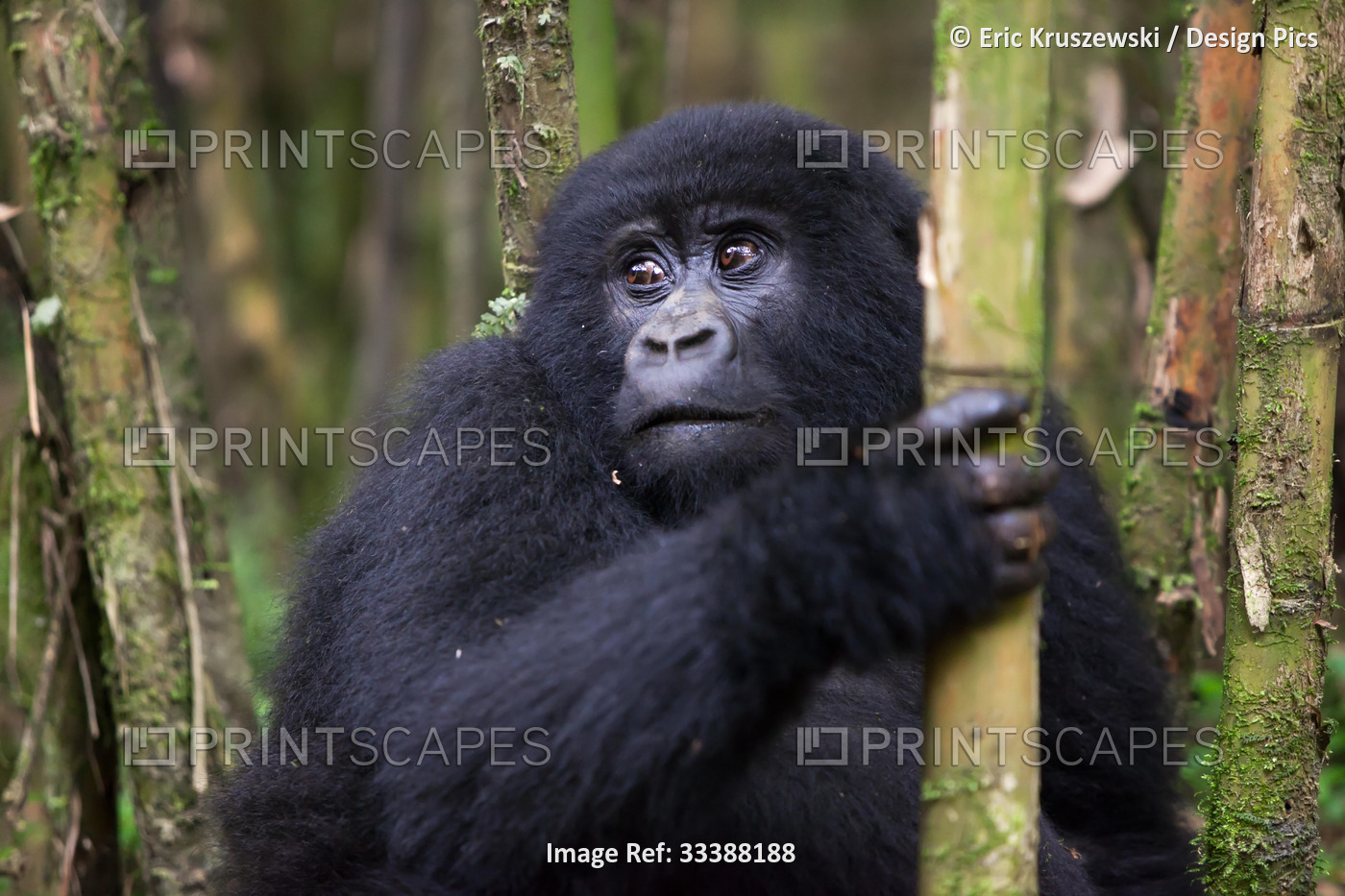 An adolescent mountain gorilla, Gorilla gorilla beringei, holding a piece of ...