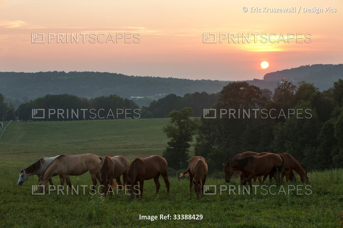 Horses graze on grass at sunset in rural farmland.; Millersburg, Ohio