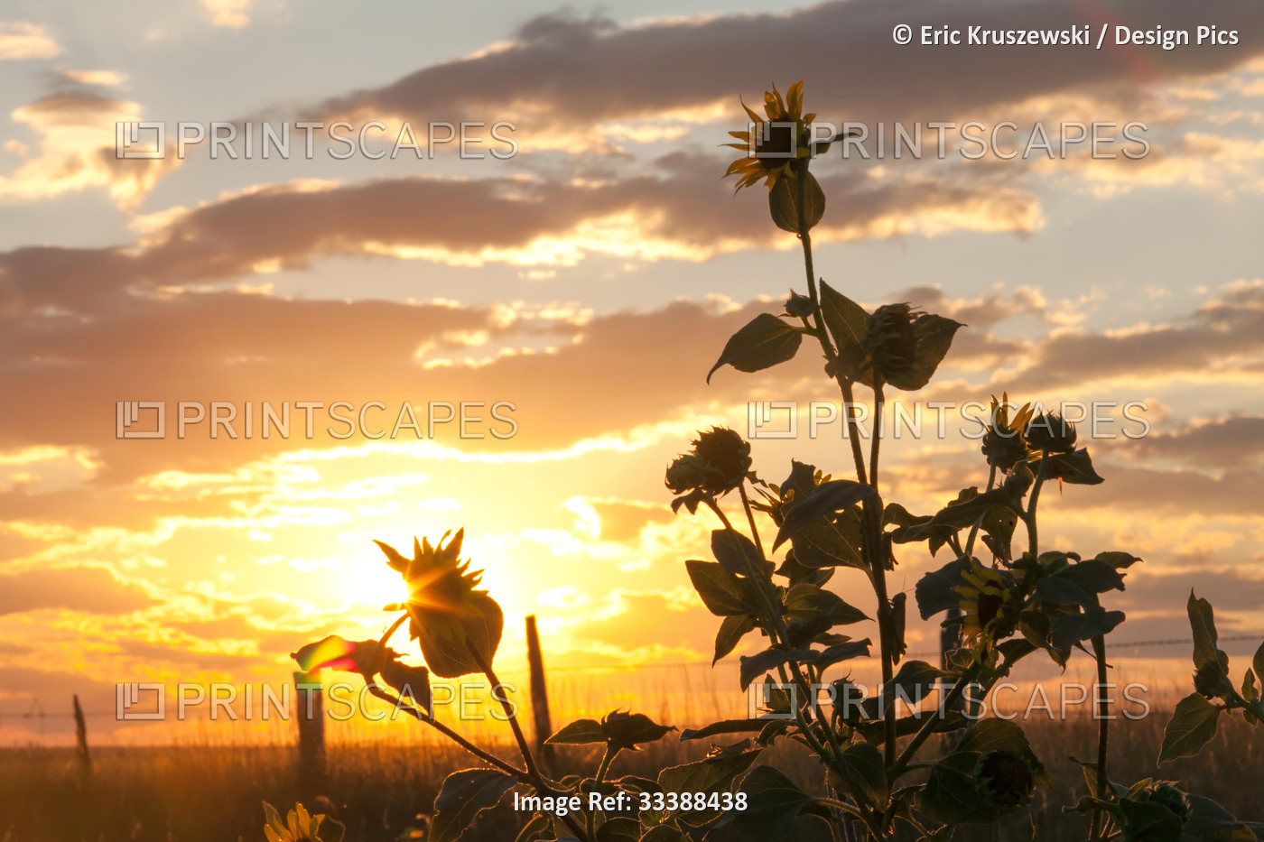 The sun sets behind sunflowers.; Kadoka, South Dakota