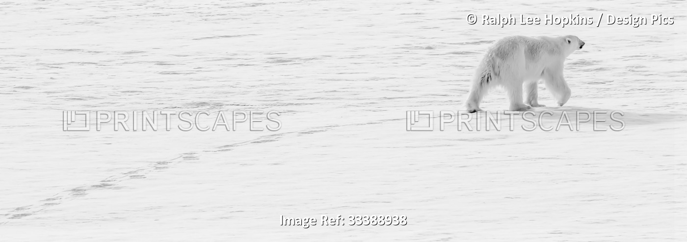 Black and white panoramic image of a Polar bear (Ursus maritimus) crossing pack ...