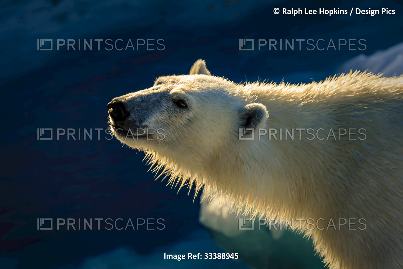 Polar Bear (Ursus maritimus) under the Midnight Sun in Hinlopen Strait; ...