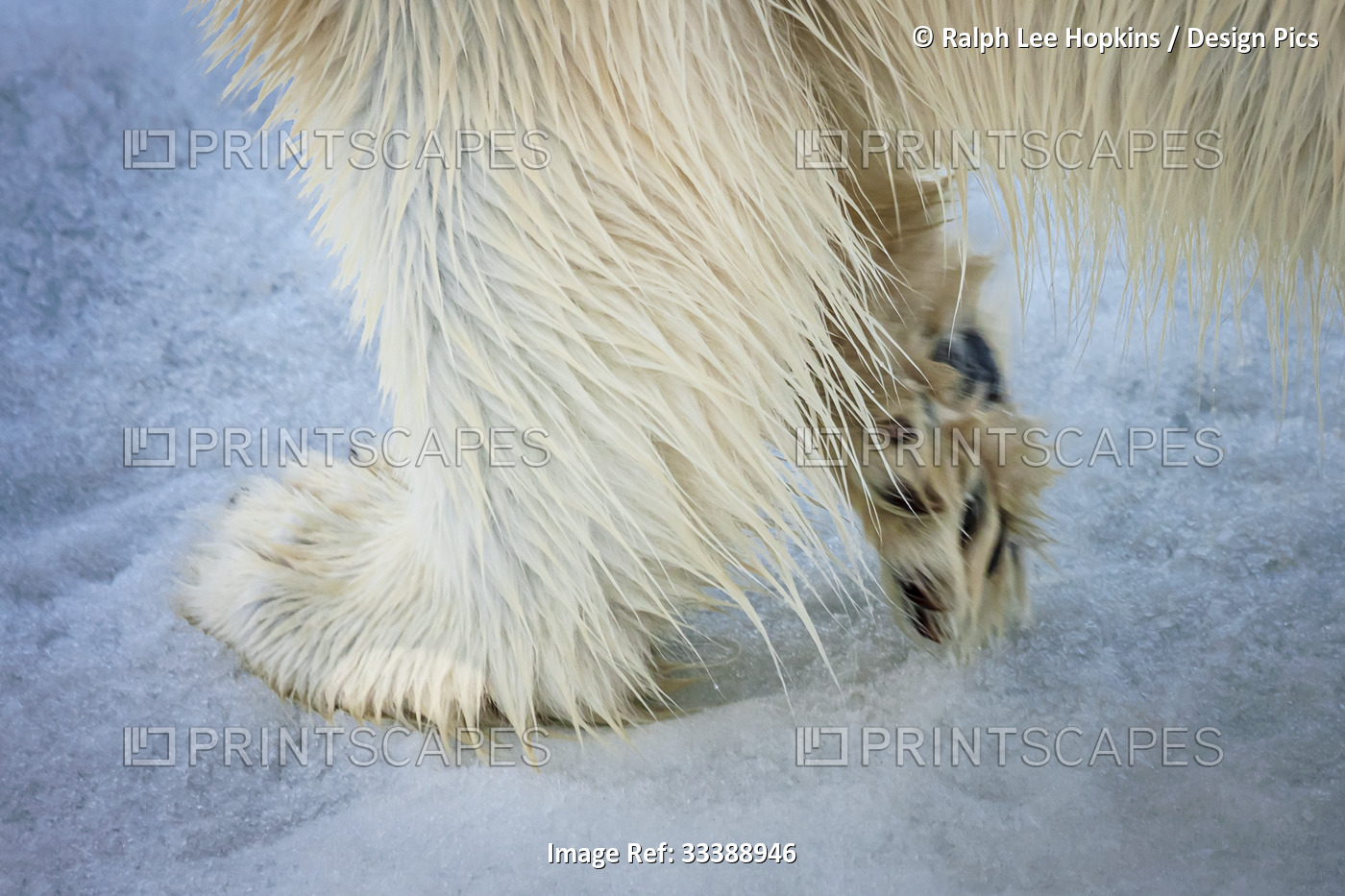 Close-up of the paws and fur of a Polar bear (Ursus maritimus); Svalbard, Norway