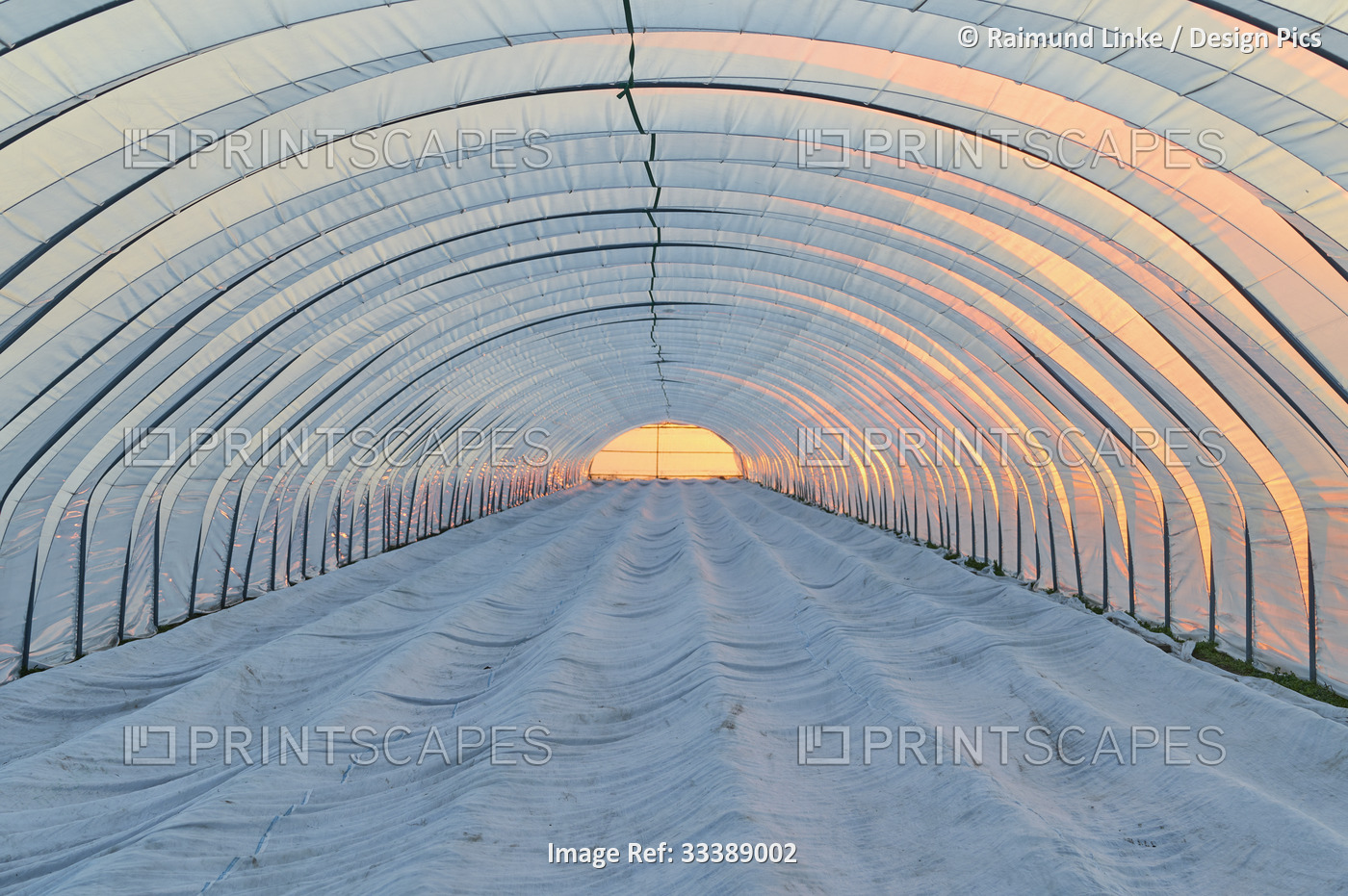 Inside view of a plastic, greenhouse grow tent with the glow of sunset in ...