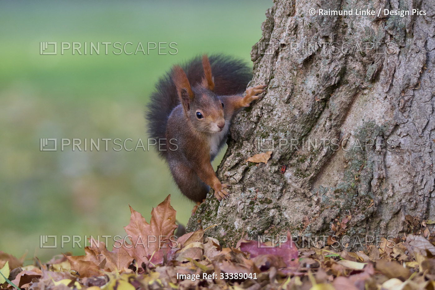 Red squirrel (Sciurus vulgaris) portrait in autumn; Germany