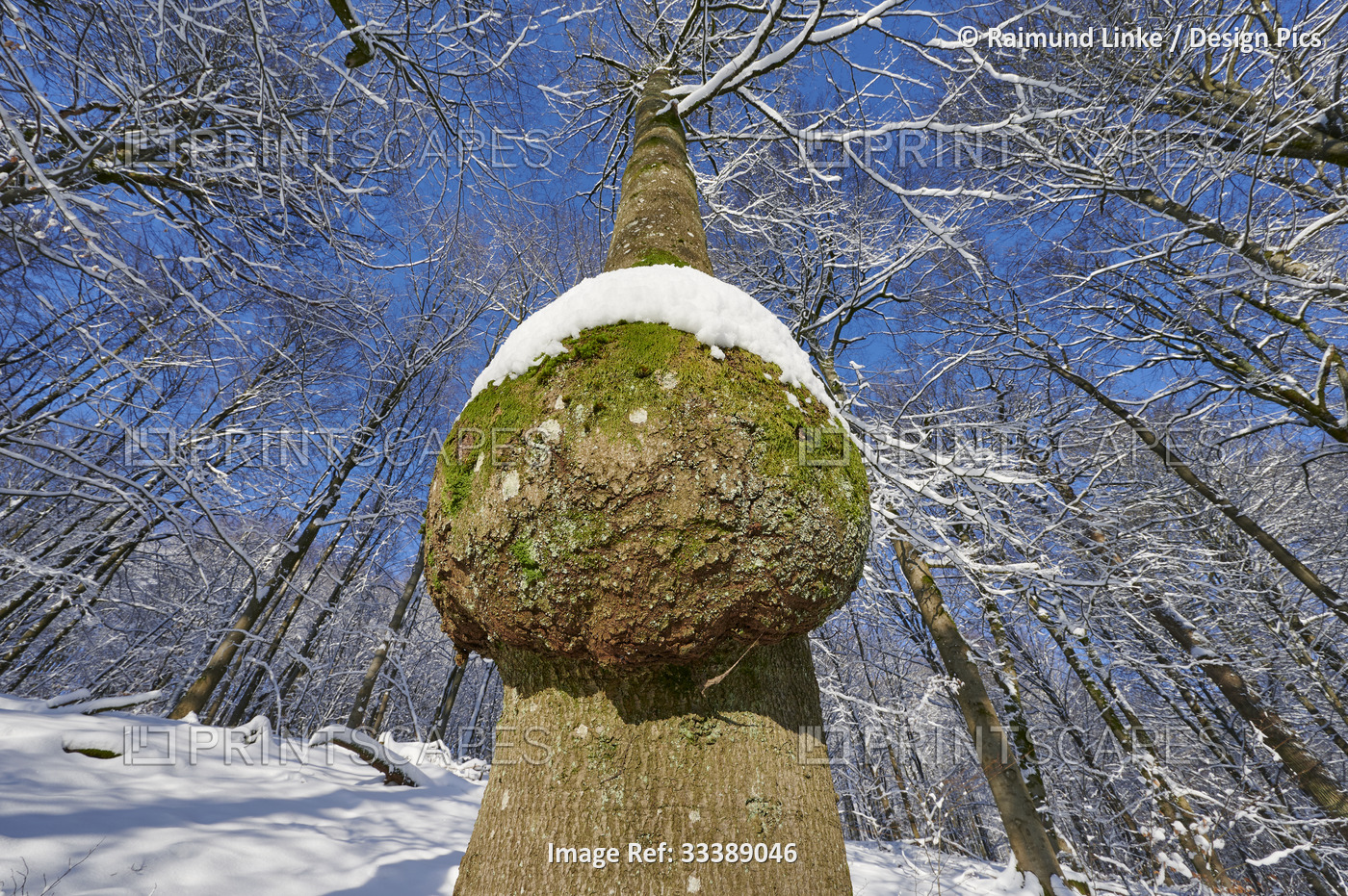 Tree with burl in a forest in winter; Spessart, Bavaria, Germany