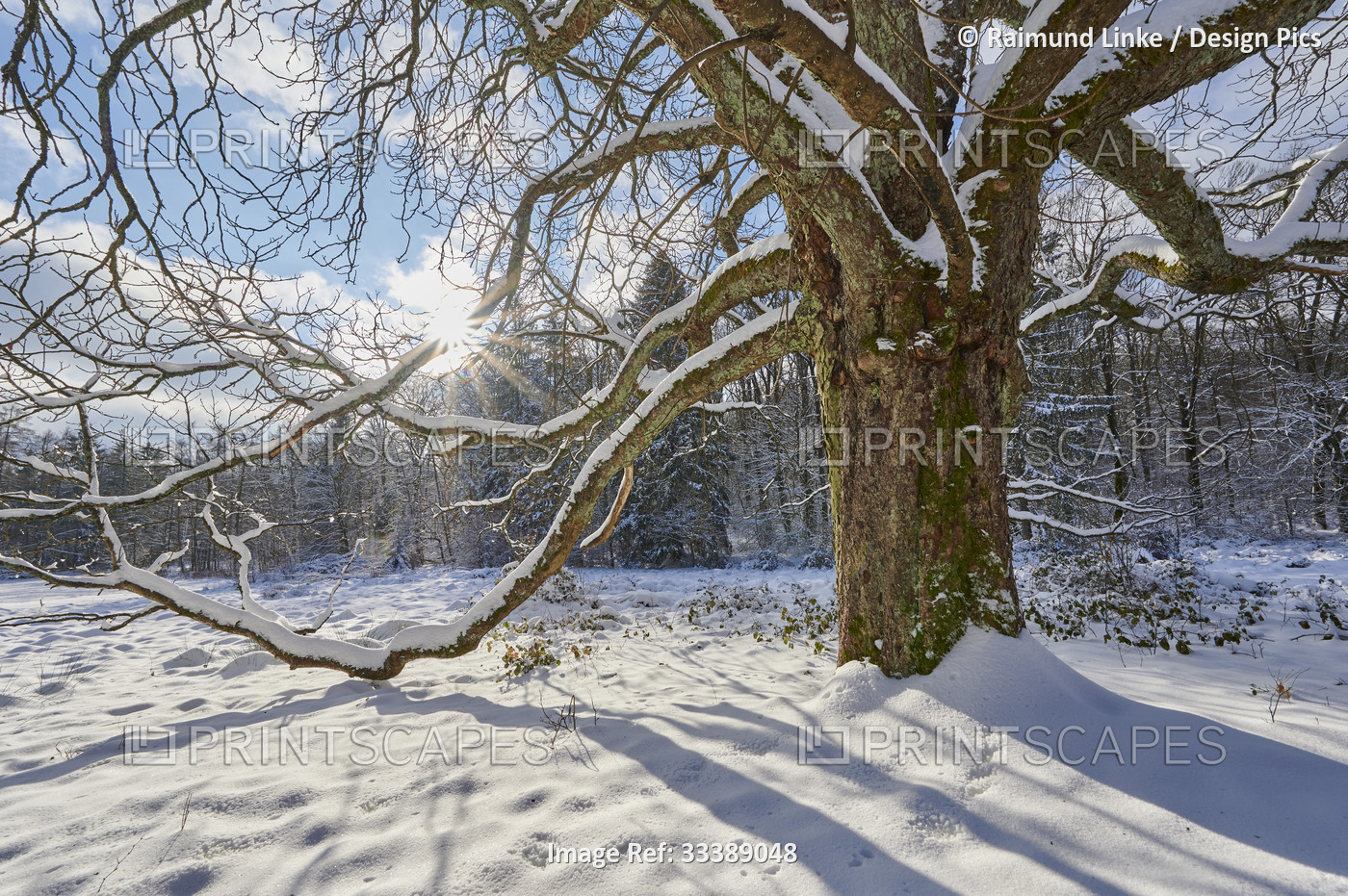 Chestnut tree in winter; Spessart, Bavaria, Germany