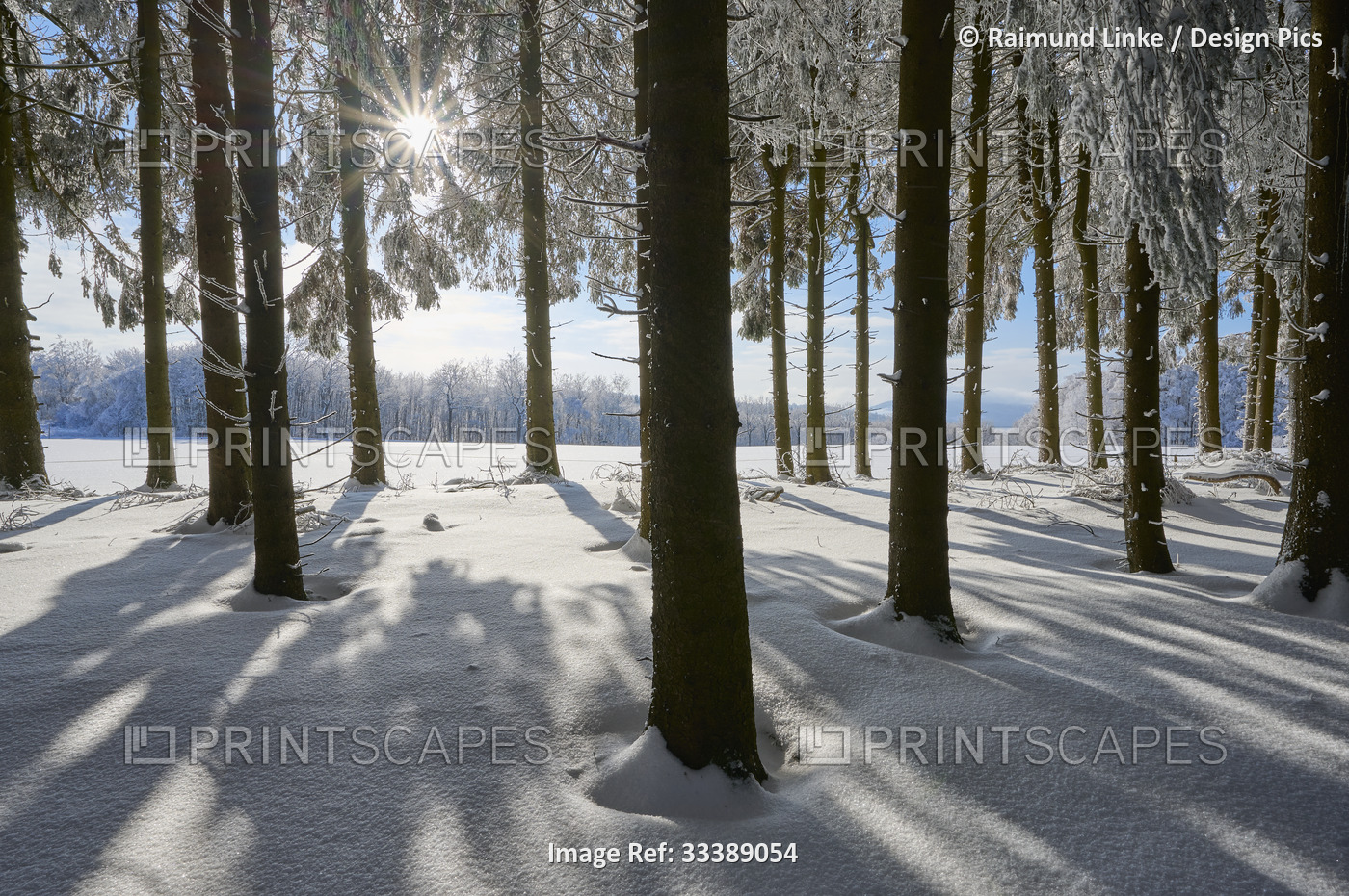 Coniferous forest with sunburst in winter, Wasserkuppe mountain, Rhon ...