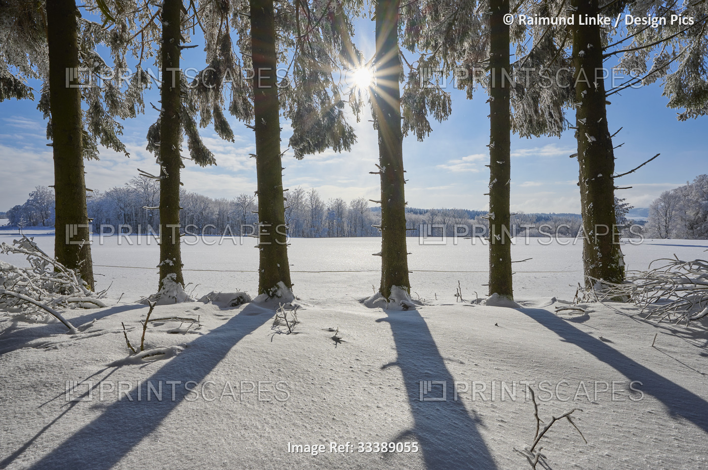 Coniferous forest with sunburst in winter, Wasserkuppe mountain, Rhon ...