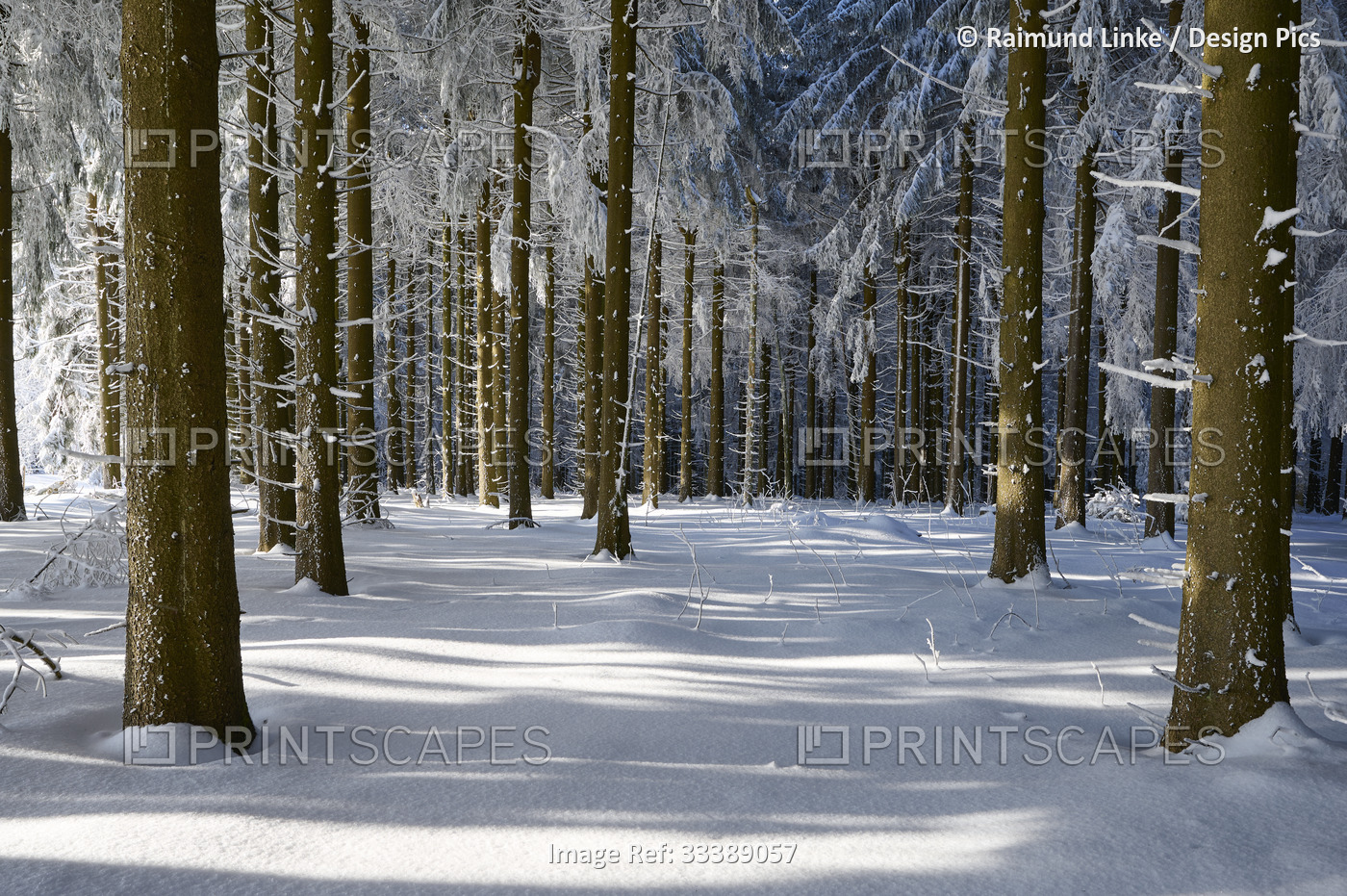 Coniferous forest in winter, Wasserkuppe mountain, Rhon mountains; Gersfeld, ...
