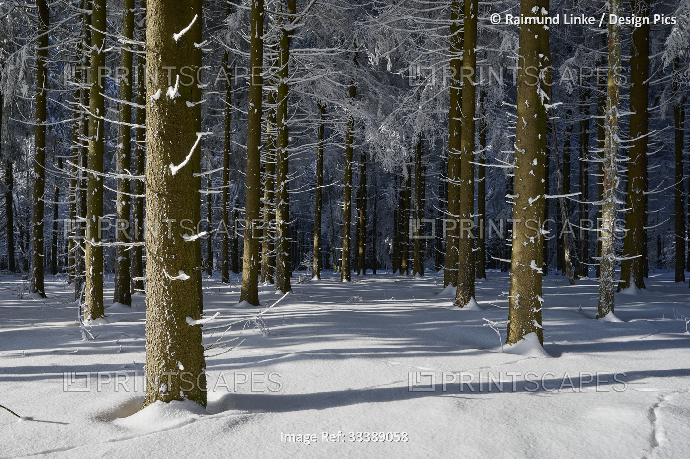 Coniferous forest in winter, Wasserkuppe mountain, Rhon mountains; Gersfeld, ...