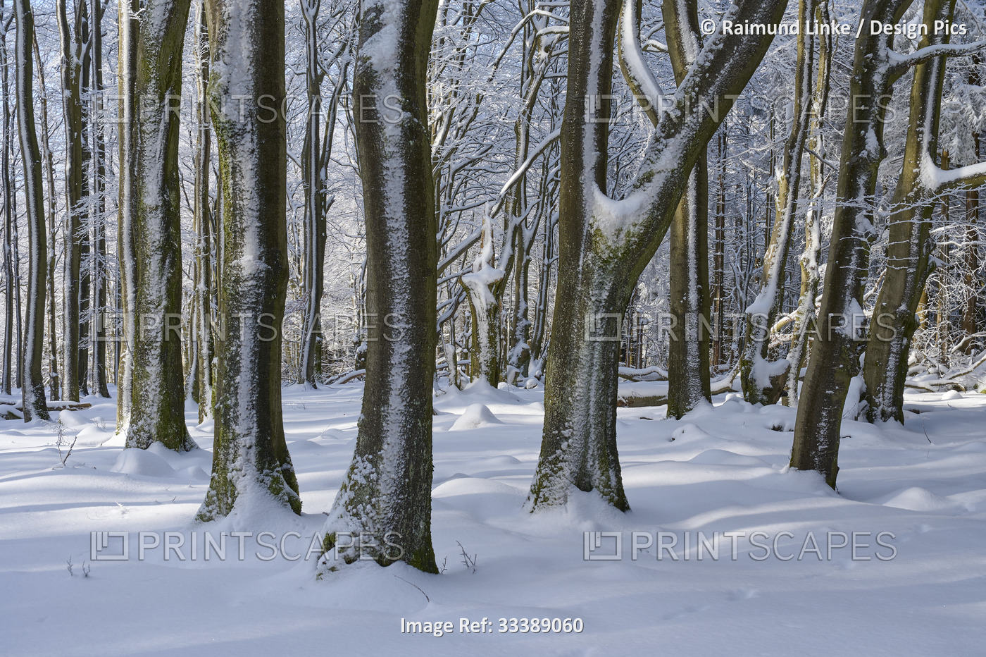 Beech tree forest in winter, Wasserkuppe mountain, Rhon Mountains; Gersfeld, ...