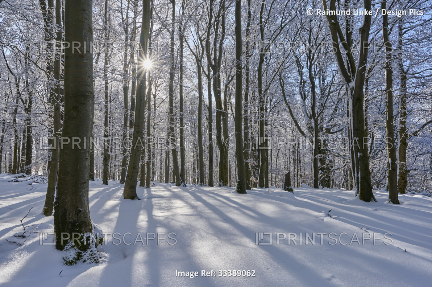 Beech tree forest with sunburst in winter, Wasserkuppe mountain, Rhon ...