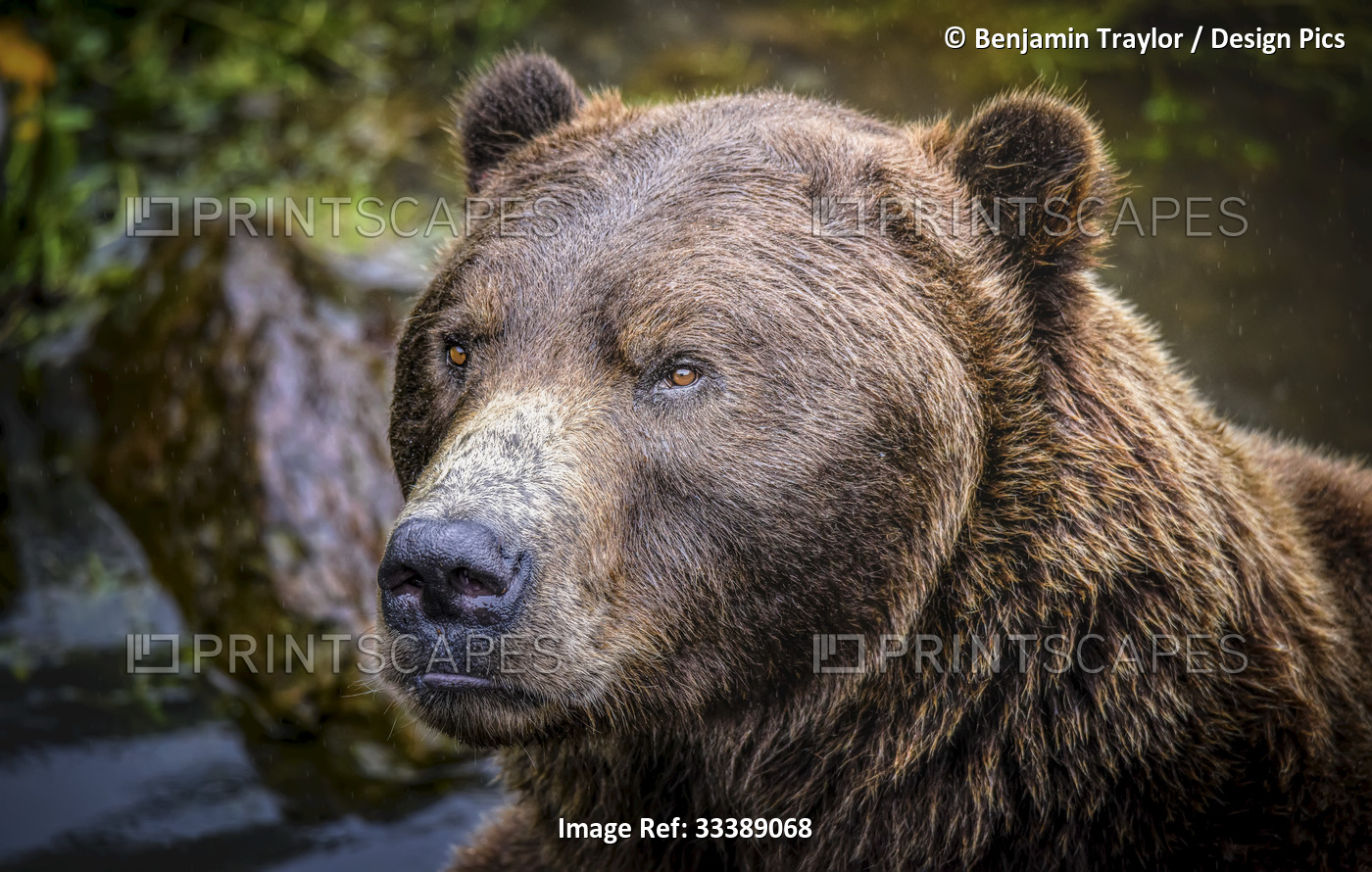 Close-up portrait of a brown bear (Ursus arctos horribilis) at the Fortress of ...