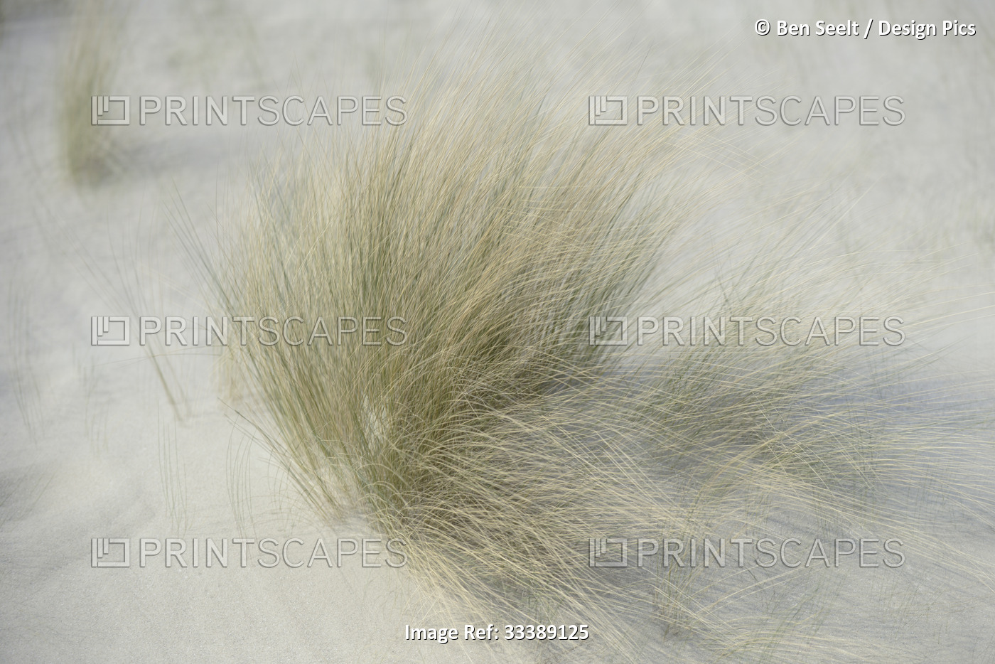 Windblown dune grass; Vrouwenpolder, Zeeland, Netherlands